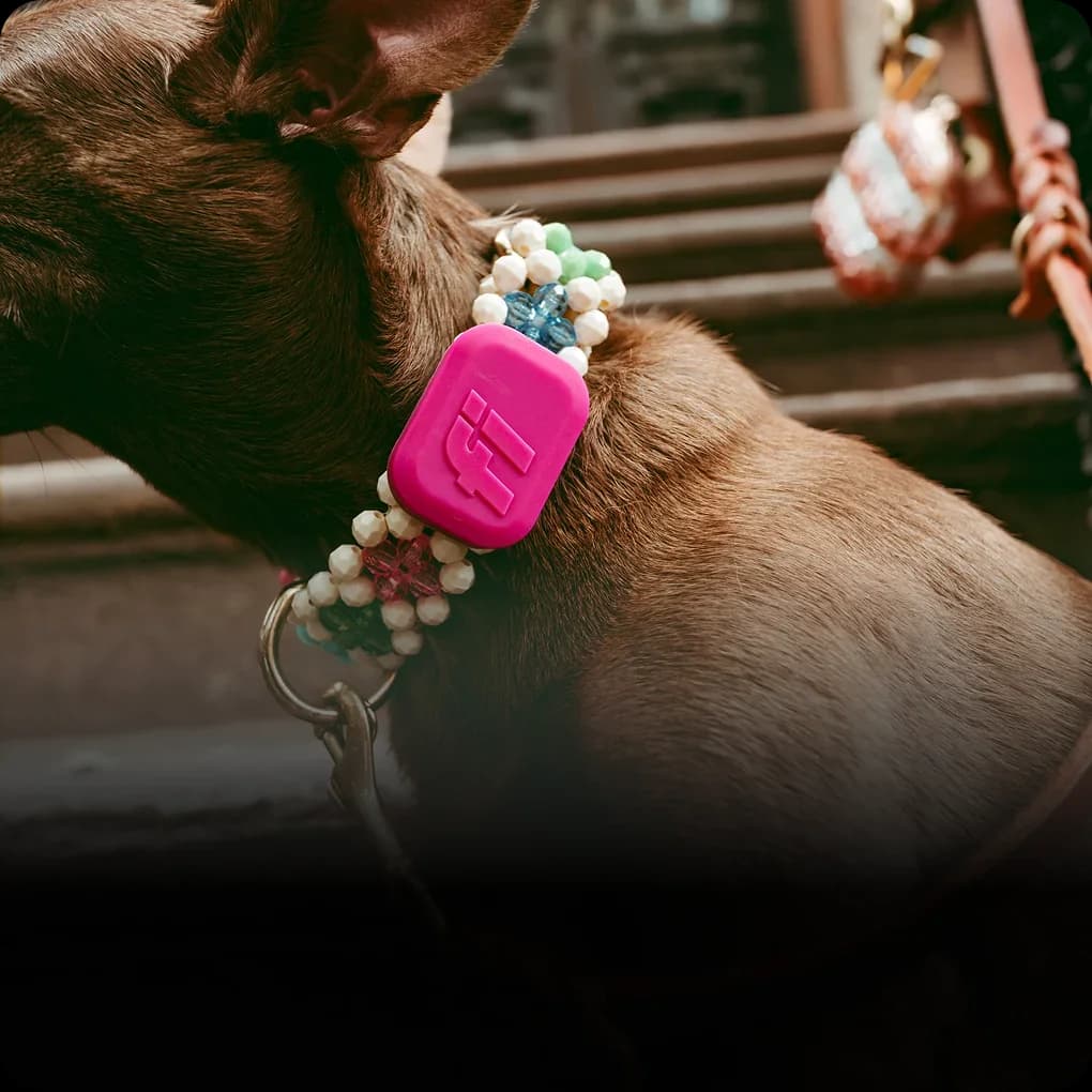 Small pink Fi Mini tracker attached to a dog’s collar.