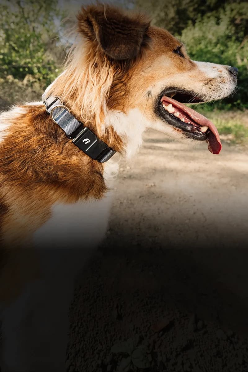 Dog wearing a black Fi Series 3+ smart collar.