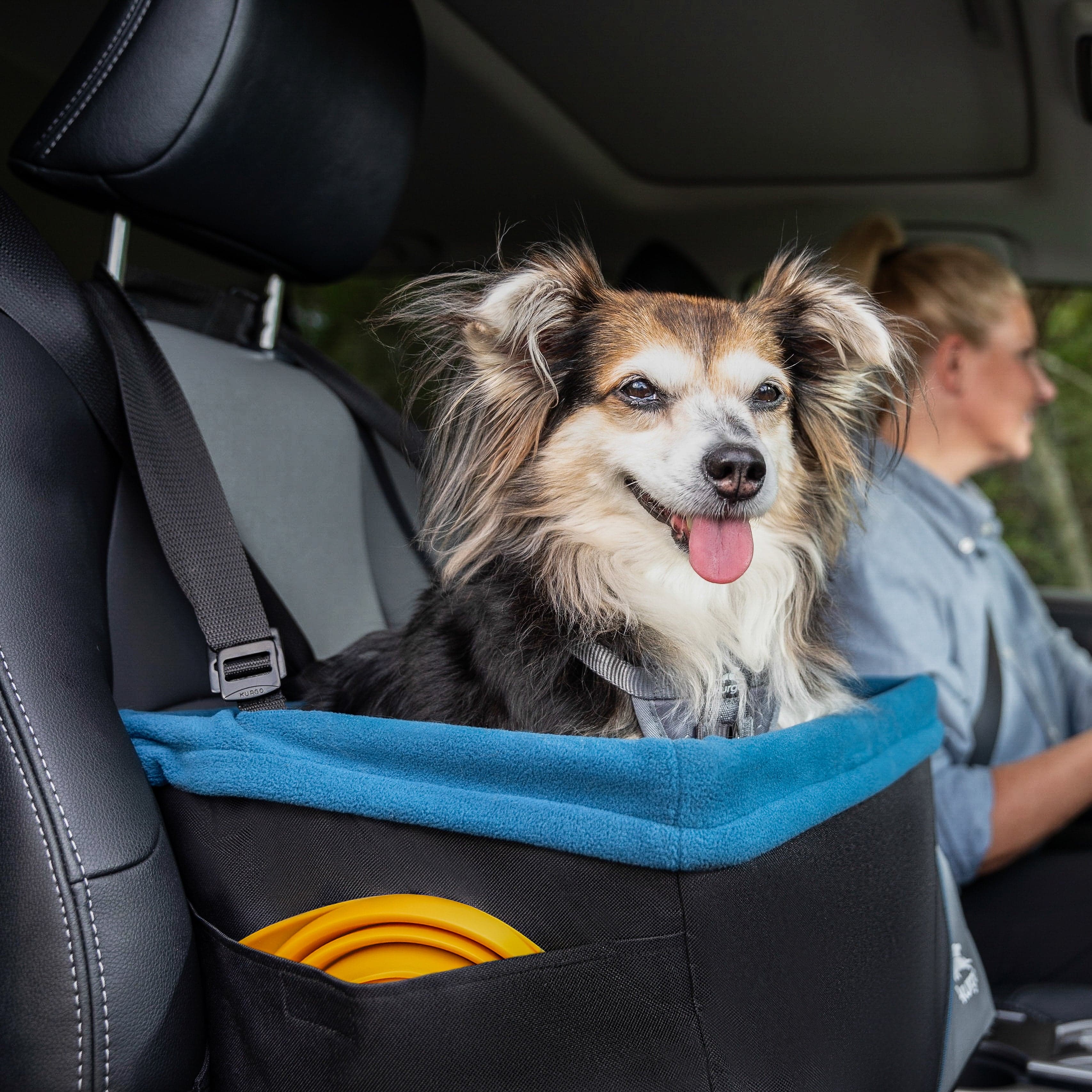 Small dog sitting in a Kurgo Rover booster seat in a car.